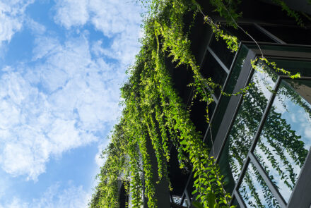 Glass building house covered by green ivy with blue sky